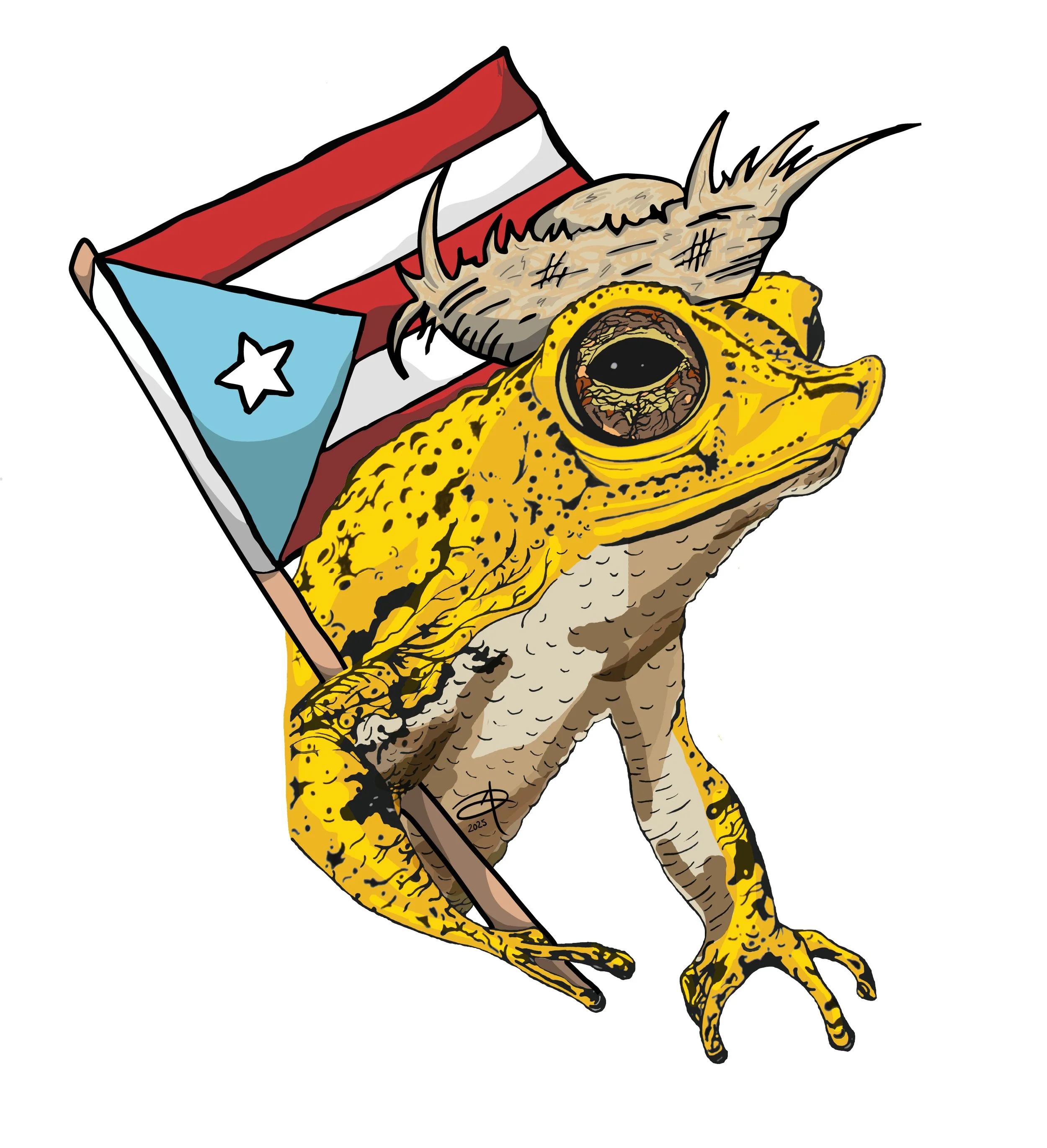 Sapo Concho Art from Puerto Rico — Darlien Morales